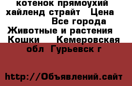 котенок прямоухий  хайленд страйт › Цена ­ 10 000 - Все города Животные и растения » Кошки   . Кемеровская обл.,Гурьевск г.